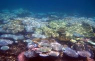 Great Barrier Reef’s latest bleaching confirmed by marine park authority