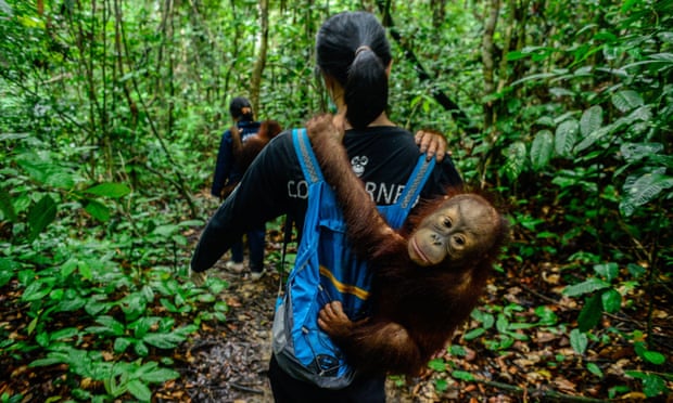 Wildlife rescue centres struggle to treat endangered species in coronavirus outbreak