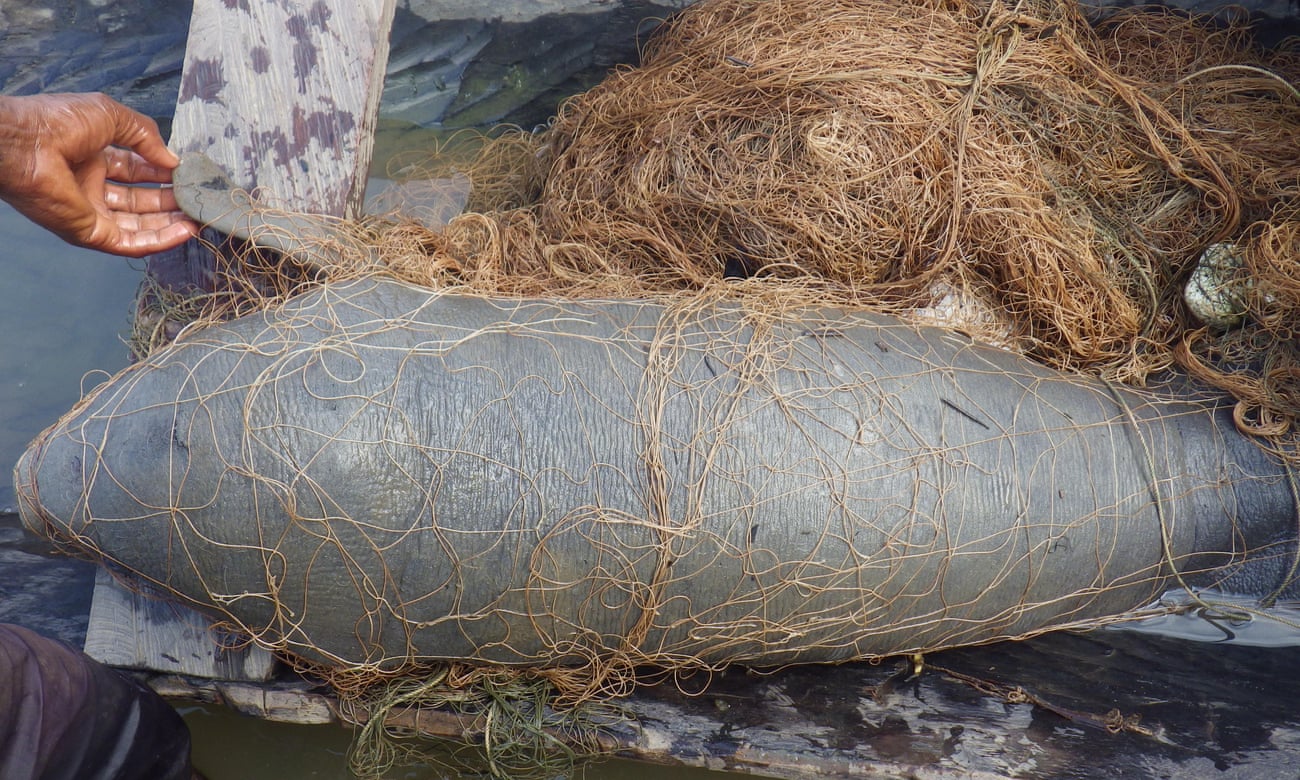 A manatee is worth more alive: the mission to save Africa’s sea mammals